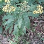 Senecio ovatus Blatt