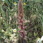 Orobanche minorBlüte