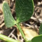 Zygophyllum fabago Leaf