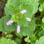 Lamium purpureum Leaf