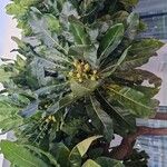 Meryta denhamii Hoja