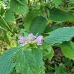 Galeopsis tetrahitFlower