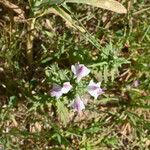 Bellardia trixago Flower