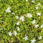 Lobelia angulata Folha