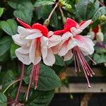 Fuchsia × standishii Çiçek