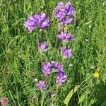 Campanula glomerata Flor