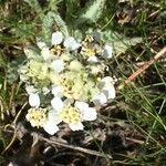 Achillea nana Hábitos