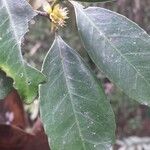 Cassipourea lanceolata Hoja