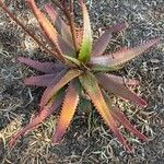 Aloe cameronii Лист