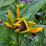 Rudbeckia fulgida Bloem