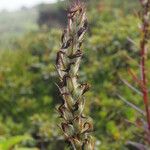 Pedicularis anserantha Fruit