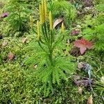 Lycopodium dendroideum Blatt