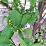 Brunfelsia uniflora പുഷ്പം