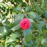 Camellia japonica Kukka
