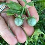 Solanum triflorum Fruit