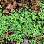 Chaerophyllum temulum Leaf