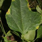 Cayaponia racemosa Feuille