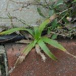 Eryngium paniculatum Leaf