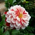 Dahlia pinnataFlower