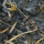 Chasmanthium latifolium Характер