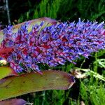 Aechmea fendleriLeaf