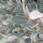 Salix lapponum 葉