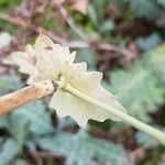 Glaucium flavum Foglia