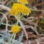 Helichrysum odoratissimum Květ
