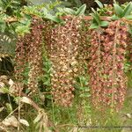 Coriaria ruscifolia Цвят