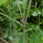 Lathyrus grandiflorus 樹皮