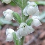 Goodyera pubescens Blüte