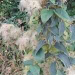 Clematis virginiana Hábito