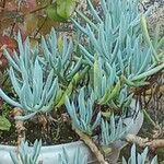 Dudleya edulis Yaprak