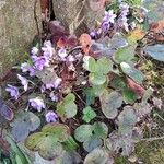 Hepatica nobilis Habit