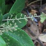 Arachnothryx buddleioides Φύλλο