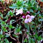 Thymus herba-barona Blomma