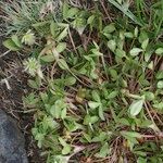 Trifolium retusum অভ্যাস