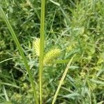 Carex lurida Frucht