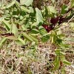 Ximenia americana Leaf