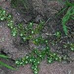 Guilleminea densa Habitus