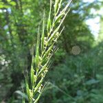 Elymus caninus 其他