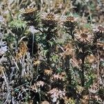 Carlina vulgaris 形態