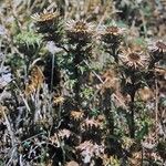 Carlina vulgaris Vekstform