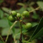 Peddiea africana Frucht