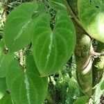 Dioscorea dodecaneura 葉