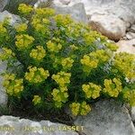 Euphorbia squamigera Habit