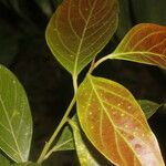 Nectandra membranacea Feuille