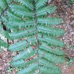 Cyathea arborea Leaf