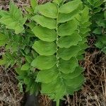 Maianthemum racemosum Blatt