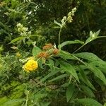 Buddleja x weyeriana Flower